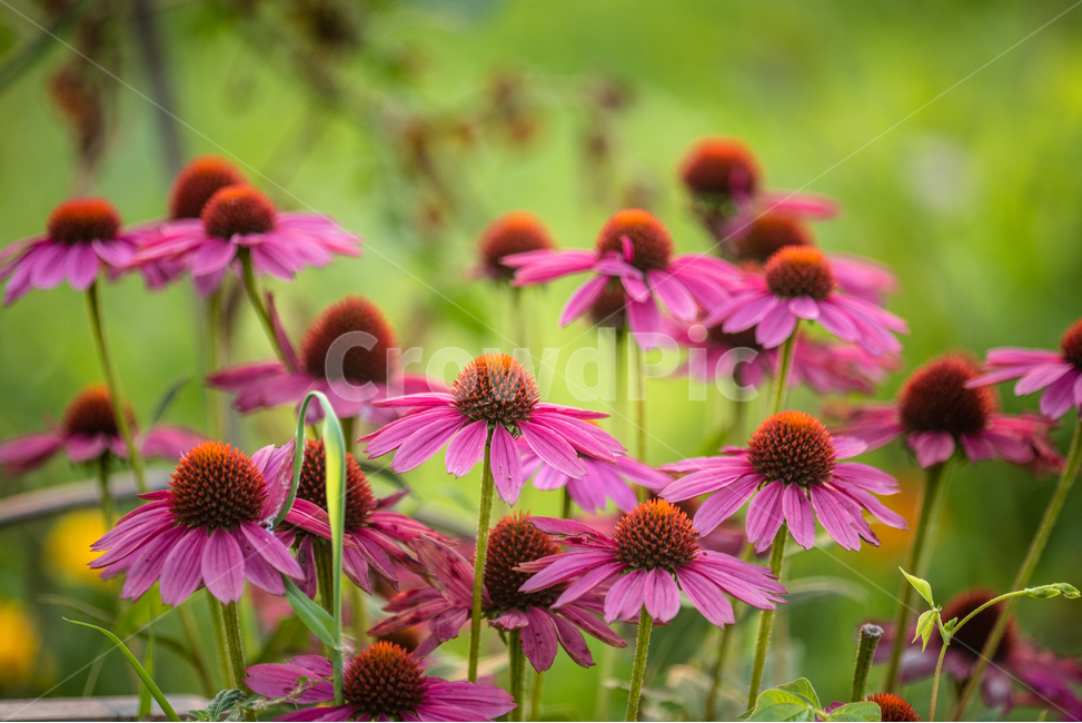 echinacea,flower,nature,garden,pink,summer,purple,green,spring,beauty,flora,macro,petal,daisy,beautiful,color,red,perennial,closeup,에키네시아,여름꽃,정원,식물,자연,plants,nature,꽃,flower