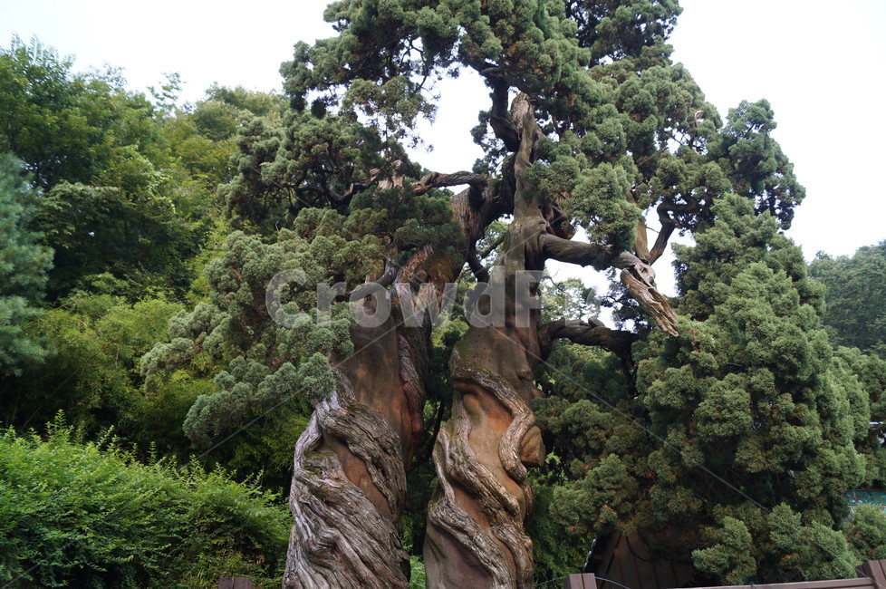 쌍향수,나무,향나무,천연기념물,천자암쌍향수,식물,식물,자연,plants,nature,나무,trees,wood