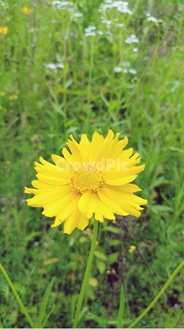 꽃,식물,자연,노란꽃,풀,식물,자연,plants,nature,꽃,flower