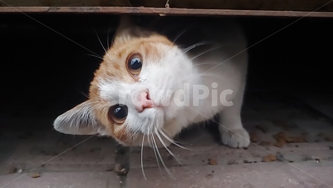 동물,animal,고양이,cat,길고양이,길냥이