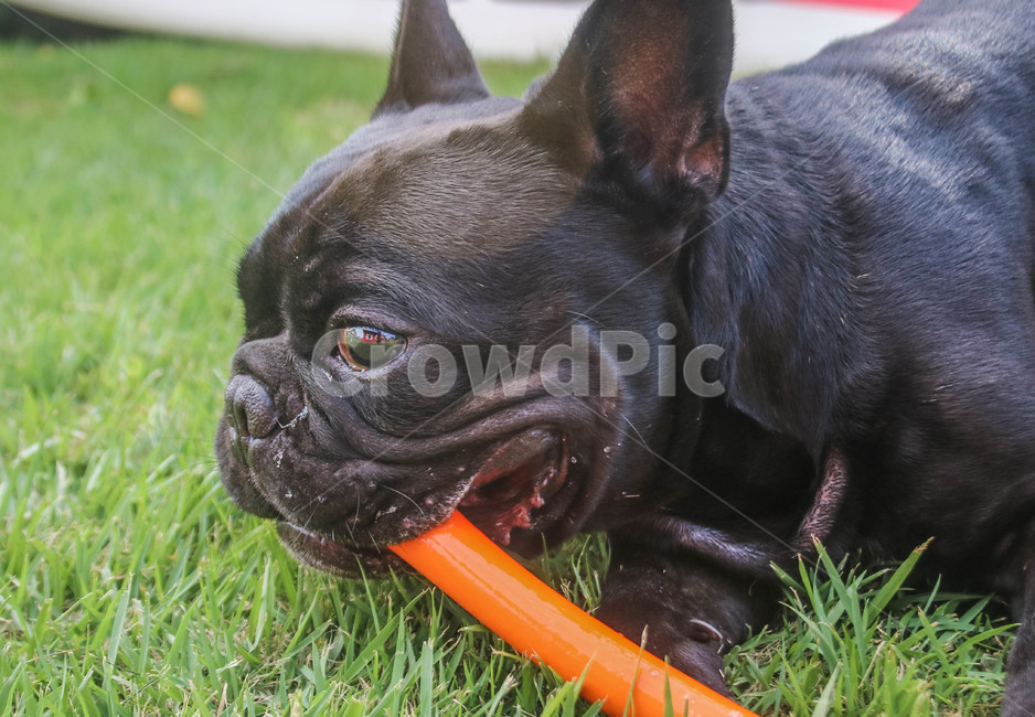 불독,프렌치불독,강아지,검정강아지,bulldog,frenchbulldog,애완견,blackdog,poppy,검은강아지,송곳니,애완동물,animal,pet,dog,동물,canine,mammal