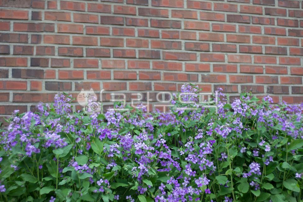 보라색꽃,벽돌,싱그러운,벽돌배경,백그라운드,꽃향기,꽃잎,도시꽃,건물,보라,꽃,flower,wall,벽