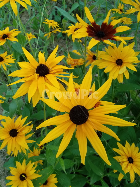 루드베키아,coneflower,노란색꽃,식물,천인국