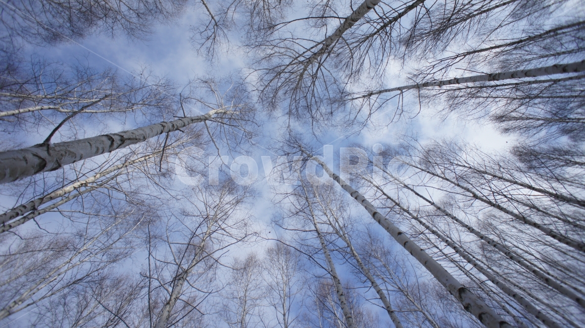 자작나무,자작나무숲,Birch,Forest,blue,여행,여행자,해외여행,자연경관,자연,trip,travel,traveler,natual,natualview,view,겨울,계절,winter,season,자연,풍경,nature,landscape,식물,plants,나무,trees,wood,plant,tree
