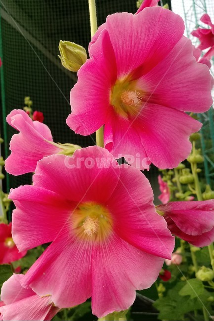 접시꽃,hollyhock,촉규화,덕두화,접중화,촉계화,단오금,황촉화,아욱과
