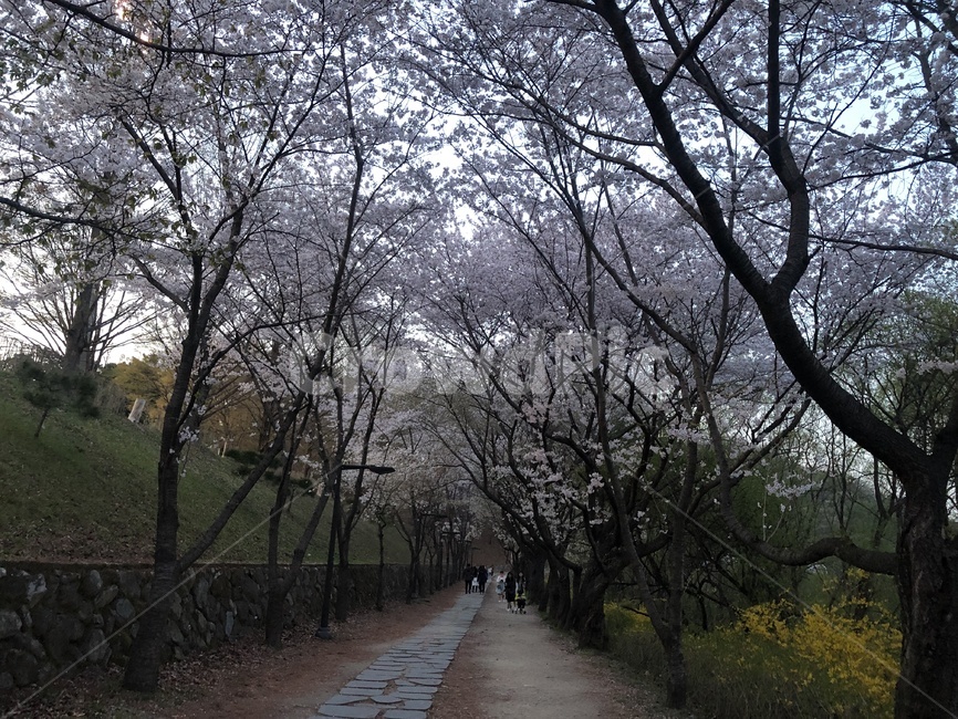 식물,plant,하늘,나무,sky,tree,자연,풍경,nature,landscape,path,통로