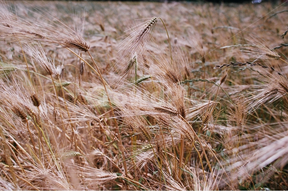 억새,갈대,가을,제주,바람,식물,자연,plants,nature,감성,sensible,feeling