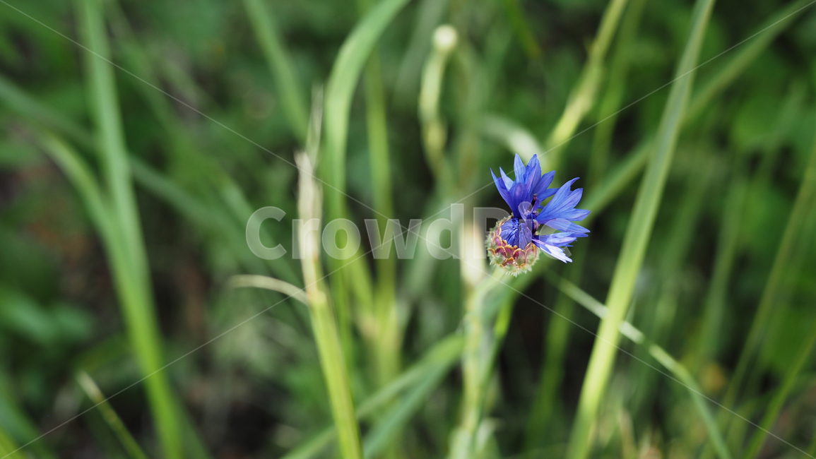 야생화,꽃,green,wildflower,flowers,공원