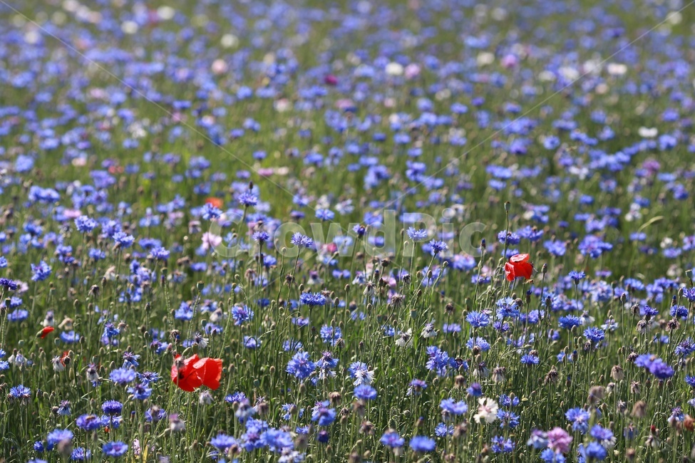 spring flowers,plant,purple,cornflower,flower garden