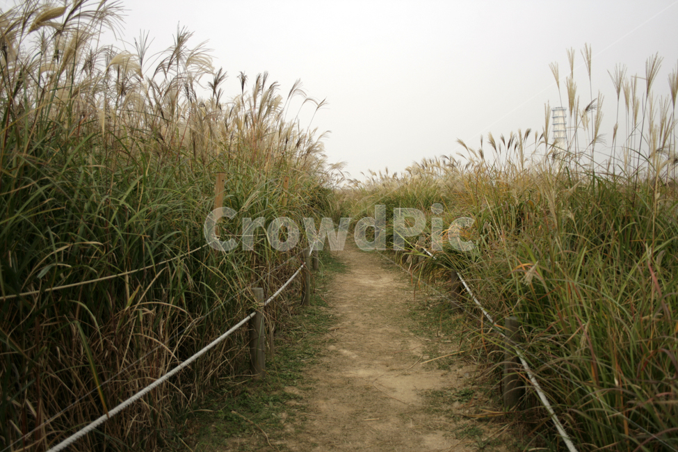 억새밭,억새풀,억새,길,풍경,가을,가을,계절,fall,autumn,season,자연,풍경,nature,landscape,grass,잔디,plant,식물