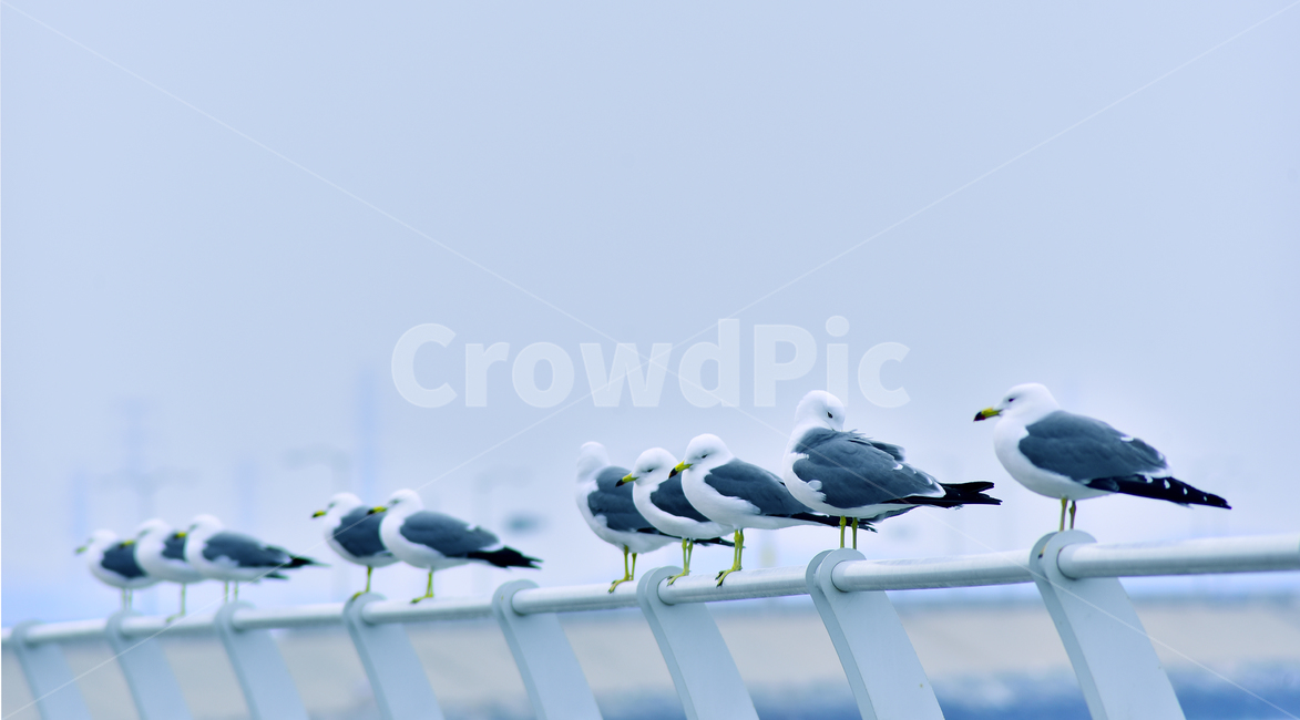 갈매기,조류,새,동물,bird,무리,앉다,날개,부리,난간,펜스,바닷가,항구,배경,바탕,백그라운드,야외,옥외,outdoor,seaside,shore,background,나란히,seagull,animal,동물,animal,조류,새,birds