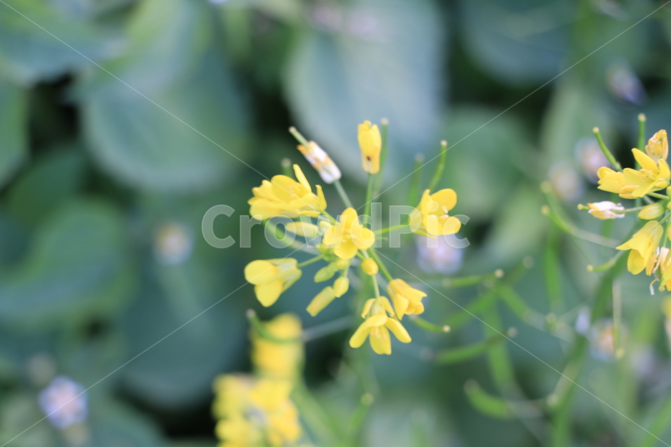 꽃,들꽃,야생화,flower,wildflower,식물,자연,plants,nature,꽃,flower
