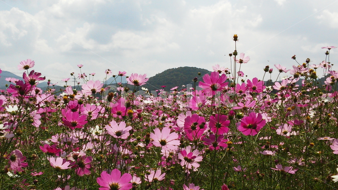 코스모스,가을,꽃,배경,풍경,자연