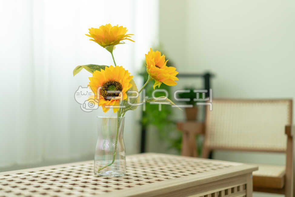 studio,plant,sunflower,flower