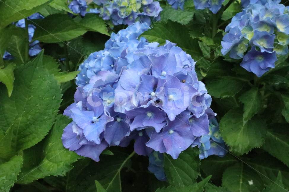 수국,파란꽃,파란색꽃,자연,꽃,식물,자연,plants,nature,꽃,flower