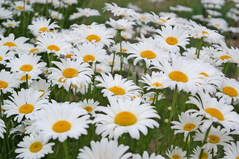 마가렛,마거리트,꽃,marguerite,감성,white,yellow,blossom,flower,꽃밭,자연,식물,plant,만개,국화과,식물,자연,plants,nature,꽃,flower
