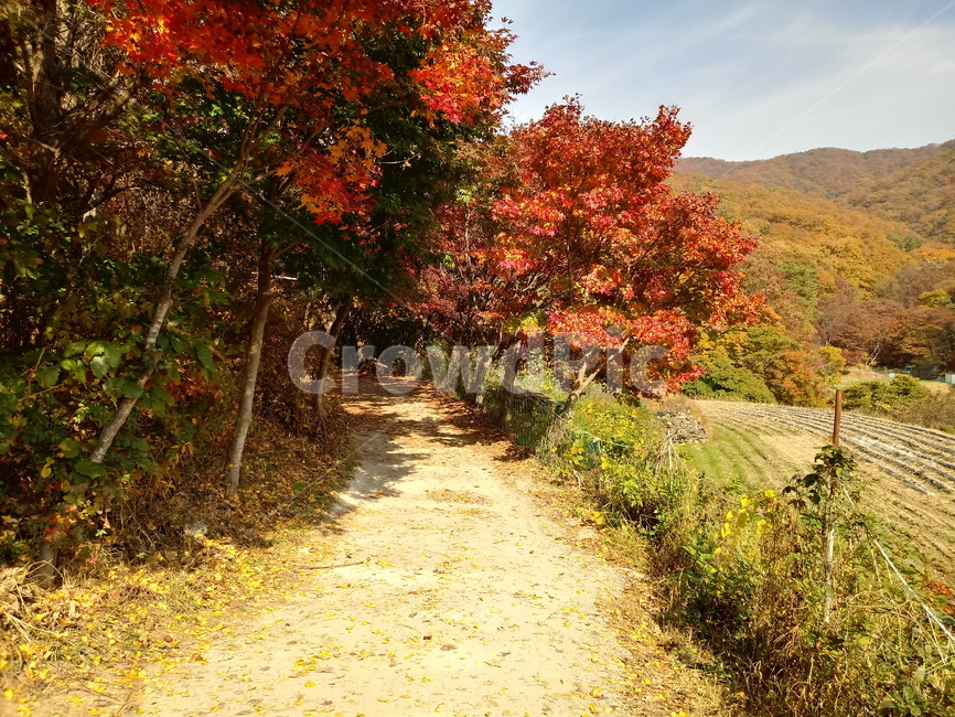 단풍,낙엽,바위,나무,물,자연,옥외,outdoors,road,water,nature,leaf,등산로,산책로,길,가을,풍경,가을,계절,fall,autumn,season,tree,plant,식물,잎,maple