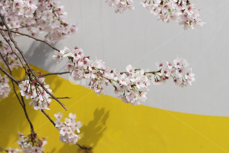 벚꽃,봄,꽃,봄꽃,꽃송이,봄,계절,spring,season,식물,자연,plants,nature,꽃,flower,plant,blossom,cherry blossom