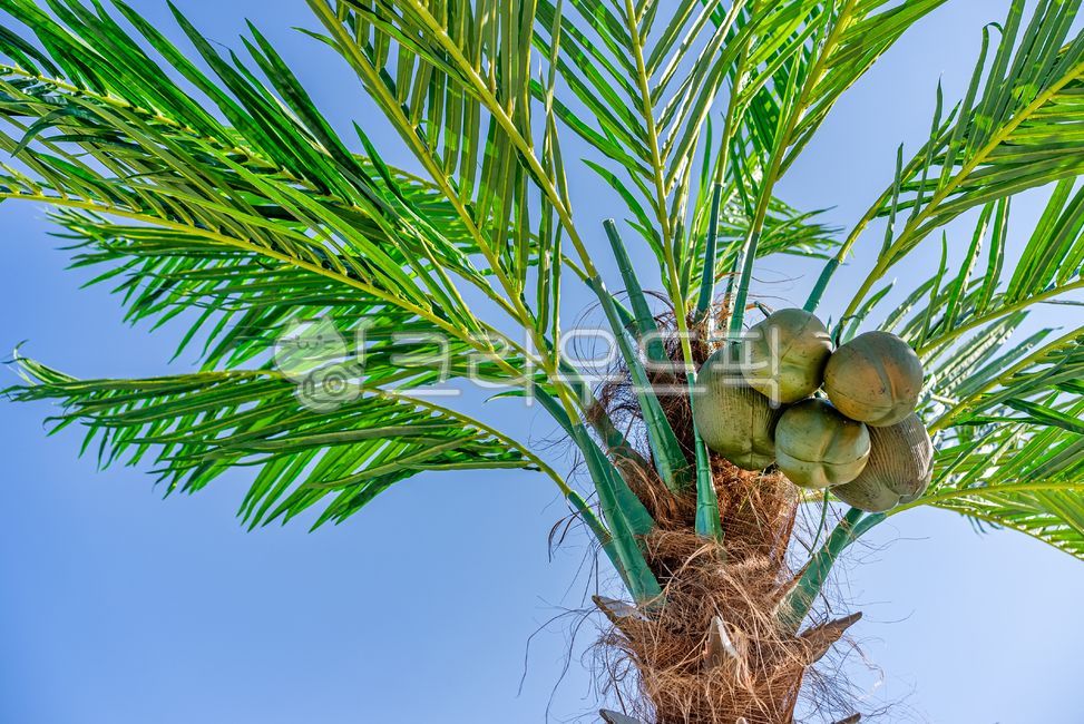 palm tree,palm tree,green tree,nature,sky,fruit,tree,tree