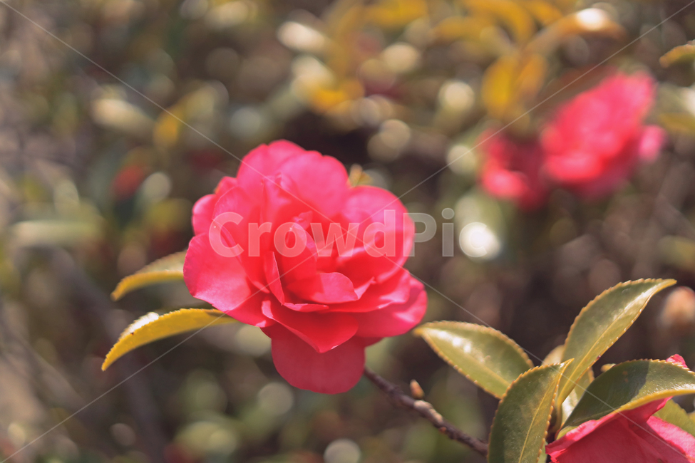 꽃,동백,클로즈업,접사,봄,식물,자연,plants,nature,꽃,flower