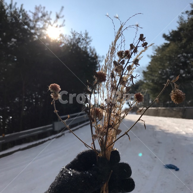 설산,드라이플라워,자연,풍경,nature,한국풍경,한국자연,겨울,winter,mountaion,snow,겨울,계절,winter,season,식물,자연,plants,nature,꽃,flower