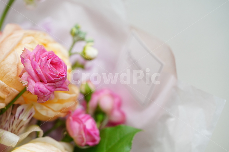 mind,color,bouquet,Biology,congrats,flower,thanks,affix,plant,Emotion