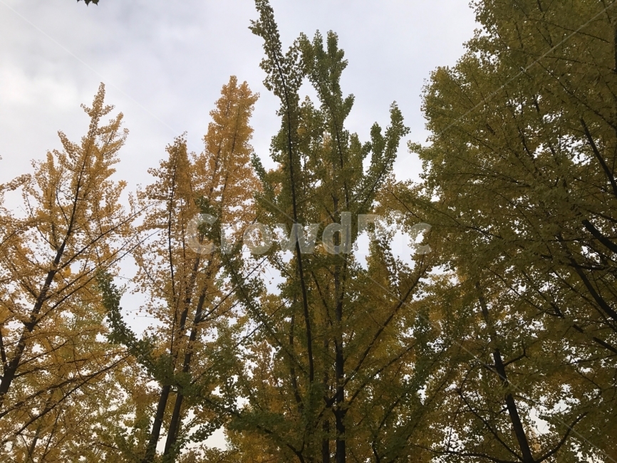 단풍,은행나무,나무,자연,가을,풍경,낙엽,은행잎,나뭇잎,나뭇가지,가을,계절,fall,autumn,season,식물,자연,plants,nature,나무,trees,wood,tree,plant