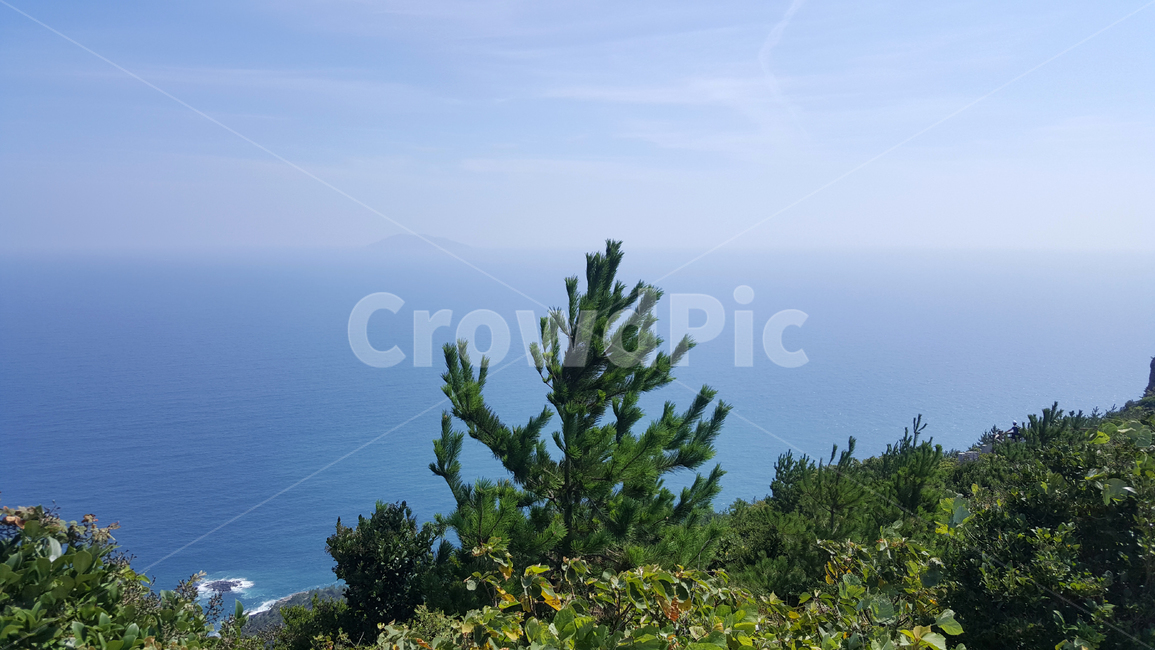 나무,바다,하늘,경계,자연,자연,풍경,nature,landscape,tree,plant,식물,fir,전나무
