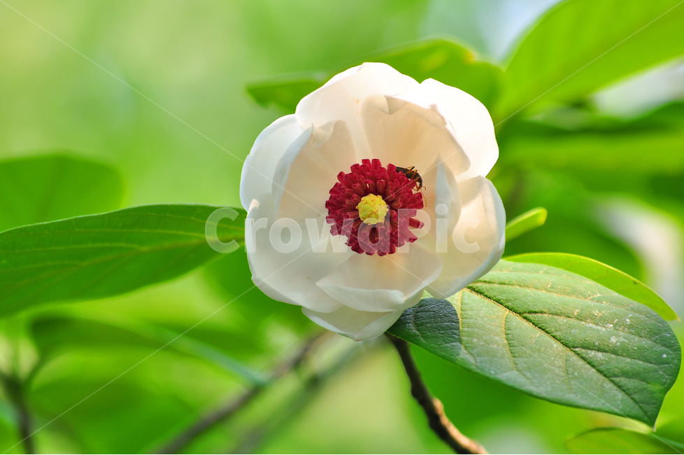 꽃,봄이미지,하얀꽃,함박꽃,산에피는꽃,우아한,화려한,고상한,토종,우리꽃,고산식물,꽃잎,꽃술,잎새,그린,초록,녹색,아름다운,예쁜,뷰티풀,beautiful,flowers,white,야생화,봄,계절,spring,season,식물,자연,plants,nature,꽃,flower,plant,rose,장미,blossom