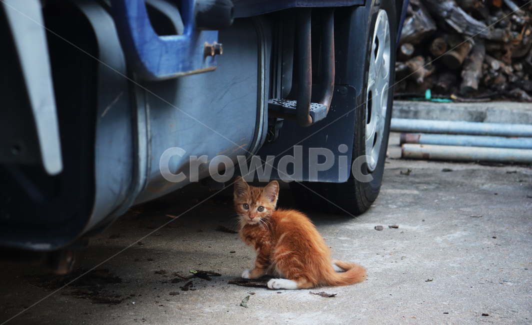 고양이,cat,tire,타이어,포유류,wheel,바퀴,machine,기계,pet,animal,동물,carwheel,자동차휠,동물,animal,포유류,mammal,고양이,cat,kitten,kitty