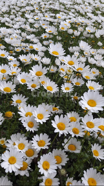 구절초,꽃,자연,감성,flower