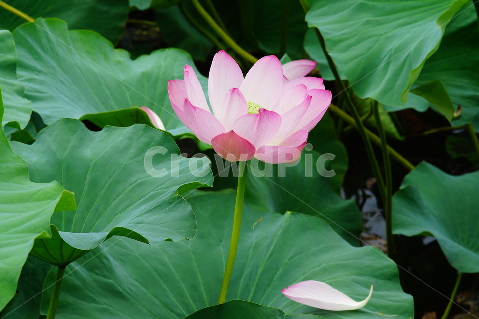 flower,plant,식물,blossom,pondlily,연꽃,연못백합,lily,꽃,식물,자연,plants,nature