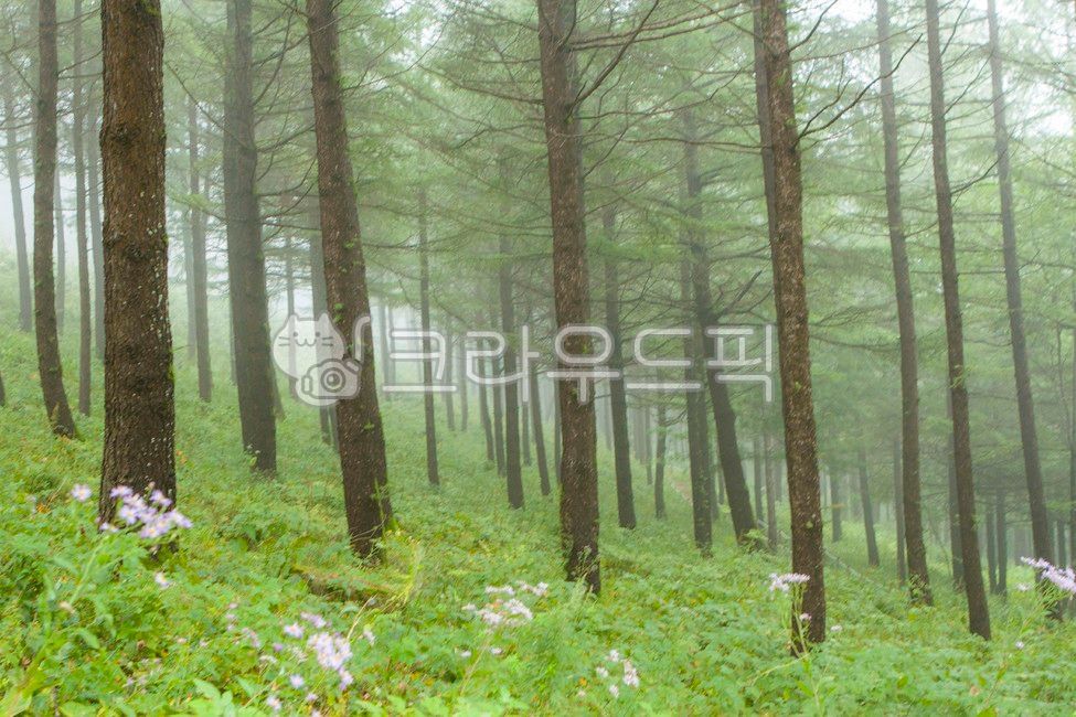 만항재,태백,야생화축제,천상의화원,천상화원,함백산만항재,야생화,안개,산상의화원,하늘숲정원