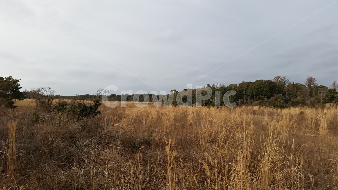 숲,갈대,나무,풀,산길,forest,wood,reed,grass,mountainpath