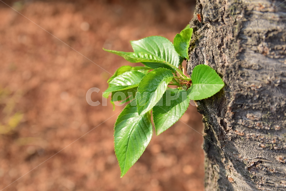 나뭇잎,나무,흙,새순,초록,녹색,자연,식물,nature,green,soil,tree,leaves,leaf,식물,자연,plants,nature