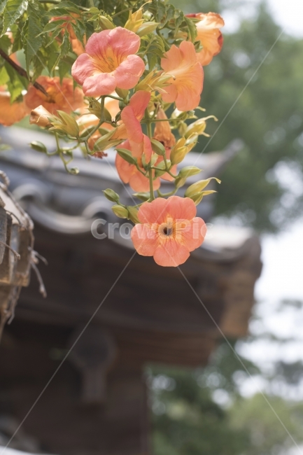 능소화,고택,흙담,꽃,전통가옥,사진,단독사진,디자인,소스,포토,사진자료,배경,배경사진,풍경,자연,환경,실외,낮,식물,봉오리,꽃봉오리,잎,꽃잎,봄꽃,6월,7월,꽃밭,아웃포커스,접사,근접,돌담,기와,고풍,초록,주황,동양,아시아,시골,한국전통,전통문화,여름,오렌지색,식물,자연,plants,nature,꽃,flower