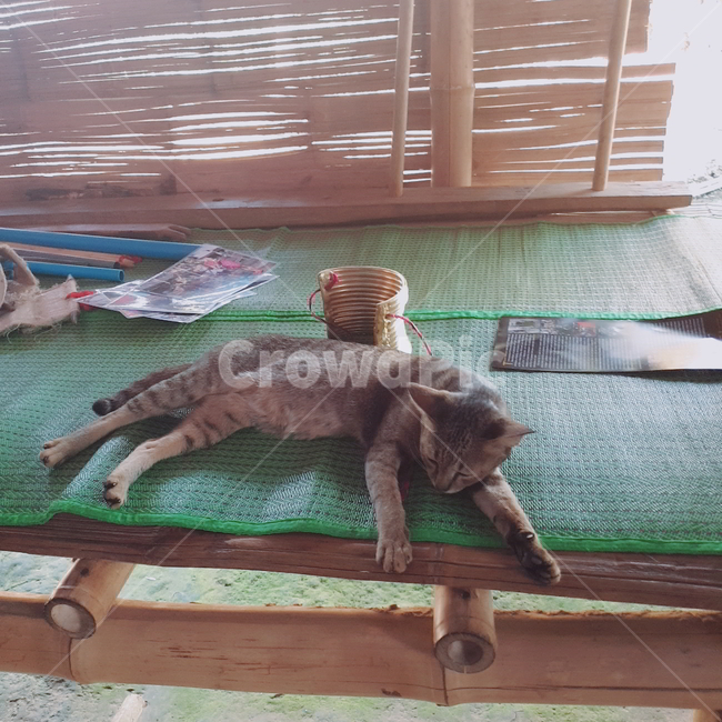 잠자는고양이,cat,고양이,잠자는동물,동물,동물,animal,포유류,mammal,고양이,cat,kitten,kitty