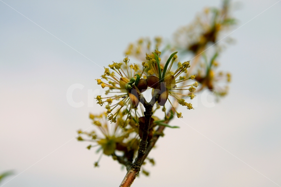 꽃,근접촬영,하늘,가을하늘,바람,들꽃,식물,자연,plants,nature,꽃,flower,감성,sensible,feeling