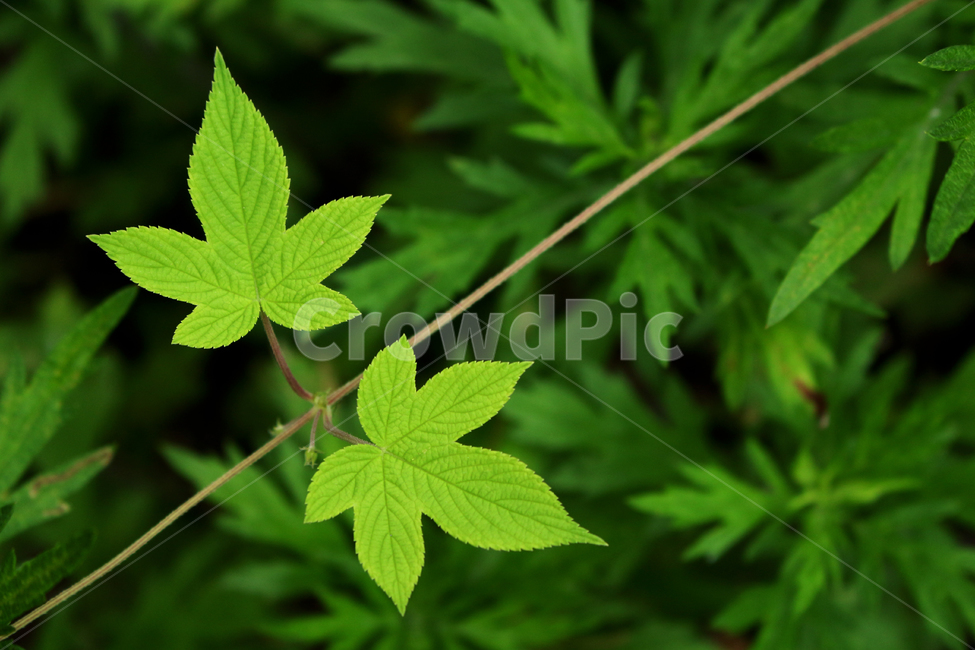 plant,leaf,나뭇잎,식물,green