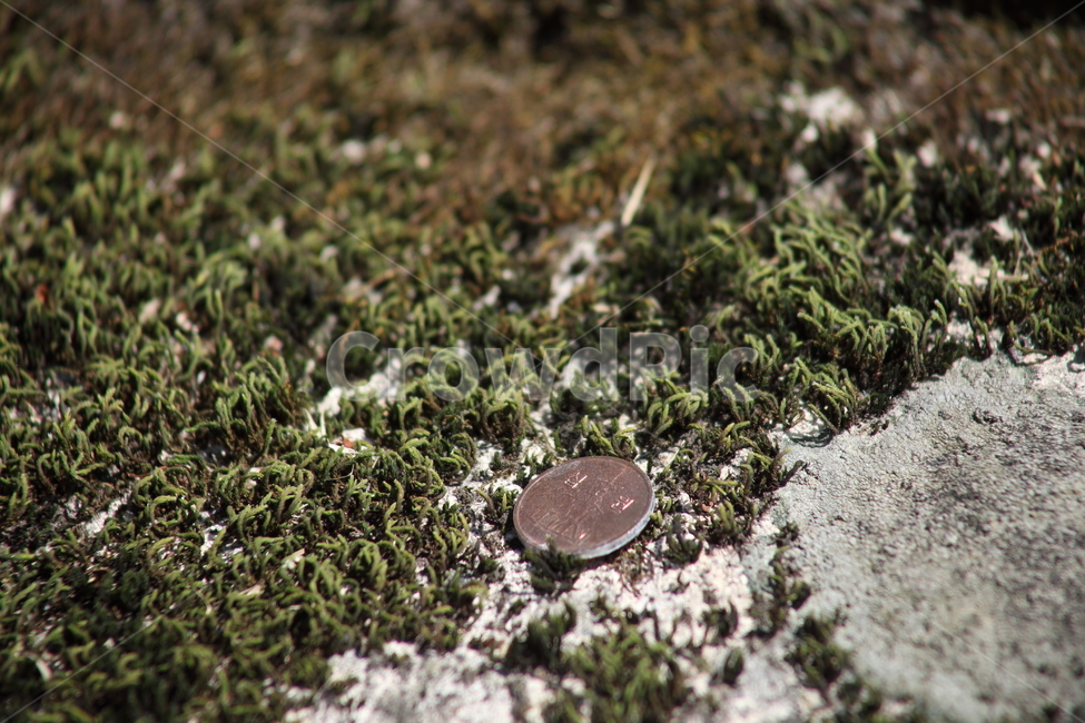 동전,이끼,식물,선태식물,moss,coin,산업,industry,industrial,금융,돈,finance,banking,money