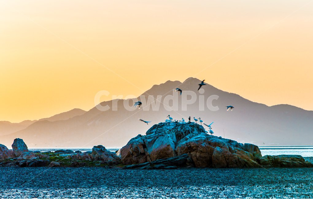 영종도,철새,낙조,풍경,환경,갯벌,석양,바닷가,자연,풍경,nature,landscape,한국자연풍경,한국자연경관,korea nature landscape,동물,animal,조류,새,birds,ocean,대양,sea,바다,outdoors,옥외,water,물,land,땅,shoreline,해안선,bird,mountain,산