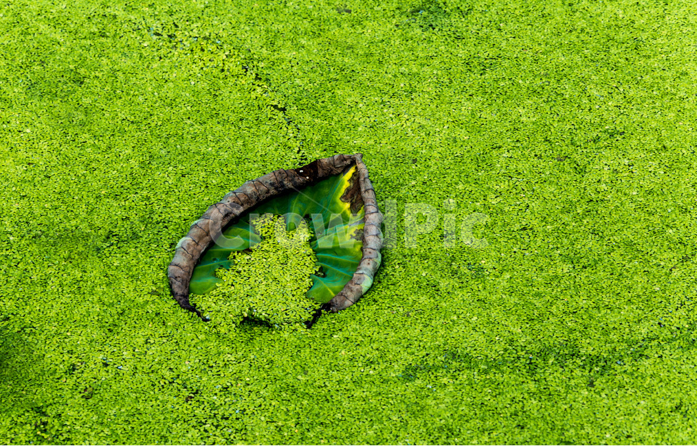 개구리밥,습지,연못,연잎,문양,패턴,식물,자연,plants,nature
