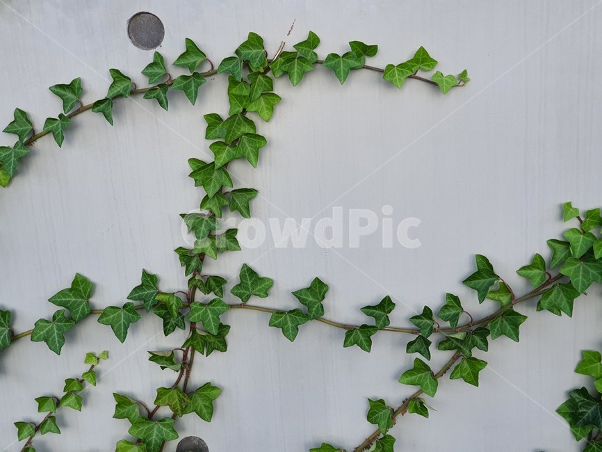 plant,식물,덩굴,넝쿨,넝쿨식물,vine,덩굴식물,벽,초록,엉키다,녹색,실록,담쟁이,선명한,색상,싱싱한,신선한,자연,담장,나뭇잎,공원,야외,풍성한,배경,백그라운드,background,식물,자연,plants,nature
