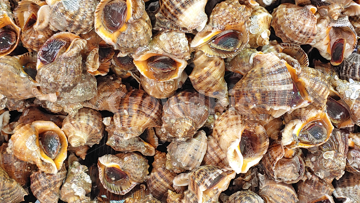 소라,참소라,수산물,어패류,해물,국거리,먹거리,음식,푸드,seafood,food,수산시장,어시장,해산물,식자재,식재료,국내산,토종,국산,동물,해양생물,배경,바탕,백그라운드,shellfish,clam,animal,무척추동물,seashell,싱싱한,신선한,fresh,조개,수산물,해산물,fishery products,seafood
