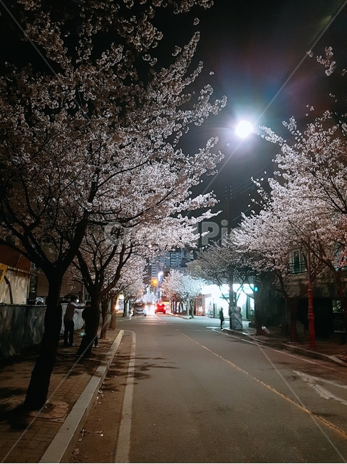 벛꽃나무,벚꽃축제,야경,벚꽃,벚꽃야경,봄,계절,spring,season,야경,밤,풍경,nightscape,night,landscape,plant,식물,asphalt,아스팔트
