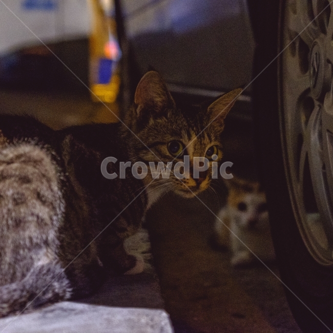 고양이,길거리,근접,동물,저녁,밤,동물,animal,포유류,mammal,고양이,cat,kitten,kitty