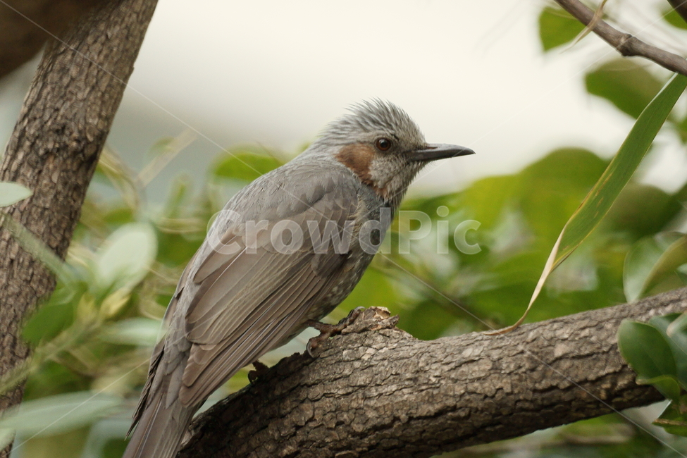 직박구리,새,조류,나무가지,부리,털,깃털,동물,animal,조류,새,birds