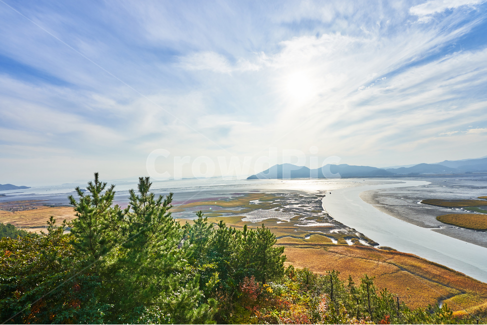 순천만습지,갈대,가을,자연,풍경,순천,순천만,갈대밭,하늘,산,습지,물길,전망,자연,풍경,nature,landscape,한국자연풍경,한국자연경관,korea nature landscape,tree,나무,plant,식물,fir,전나무,abies,아비
