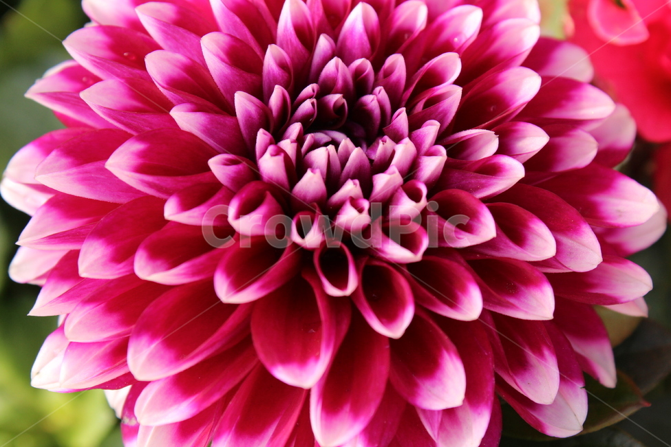 꽃,자연,nature,flowers,background,식물,자연,plants,nature,꽃,flower