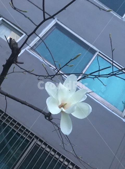 봄,꽃,나들이,cherryblassom,flowers,봄꽃